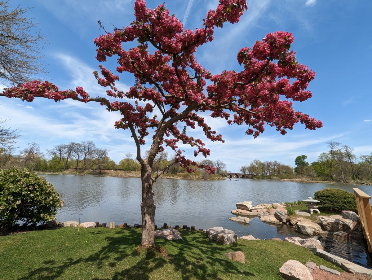 View of a tree and pond at a Japanese garden in Chicago